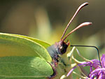 INSECTES